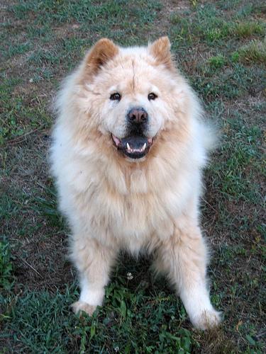 Hondengebied Biddinghuizen