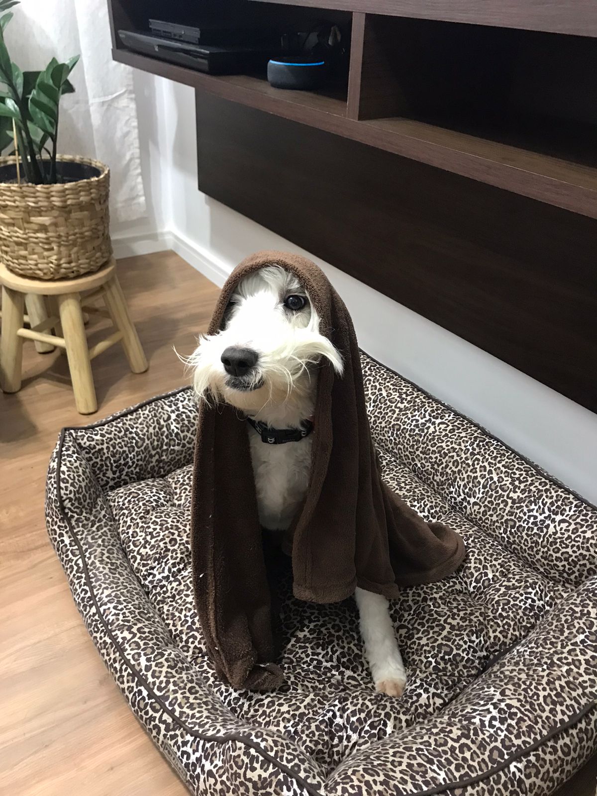 Beginbos / Vroege Vogelbos