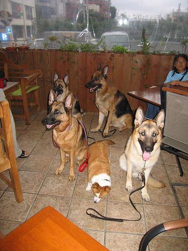 Bos der Onverzettelijken